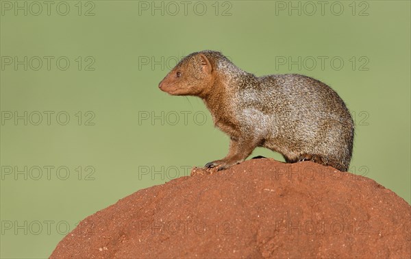 Dwarf mongoose (Helogale parvula) on a termite hill