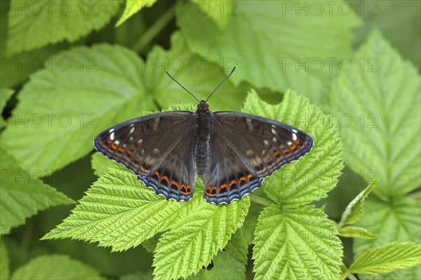 Poplar admiral (Limenitis populi) with spreading wings on leaf