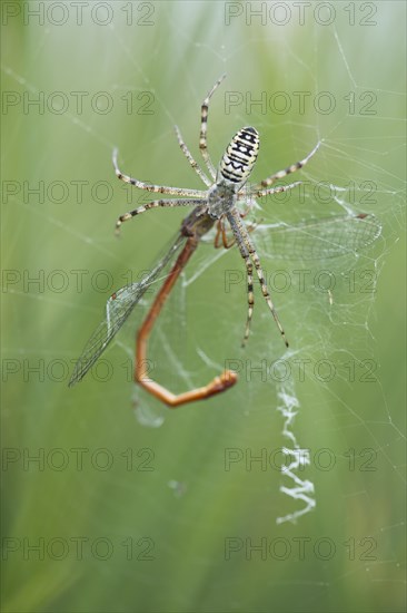 Wasp spider (Argiope bruennichi) with small red damselfly (Ceriagrion tenellum) as prey in spider web