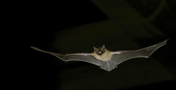 Geoffroy's bat (Myotis emarginatus) in flight at night