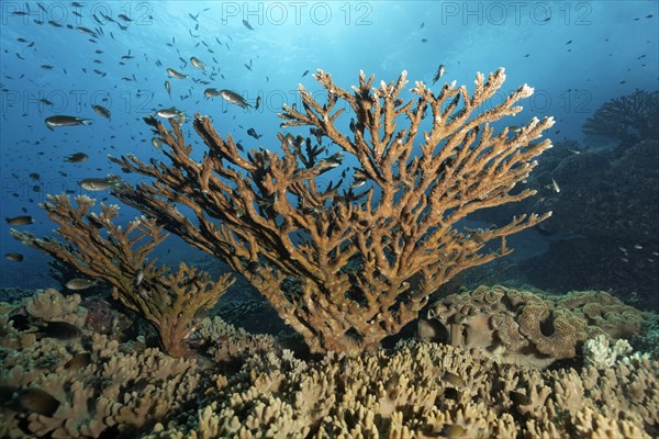 Acropora Stone Coral (Acropora sp.)