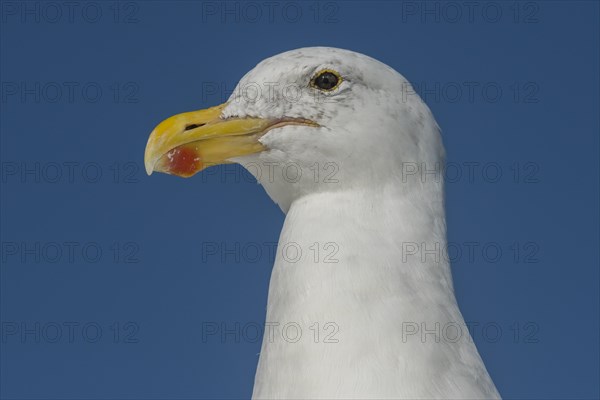 Kelp Gull (Larus dominicanus)