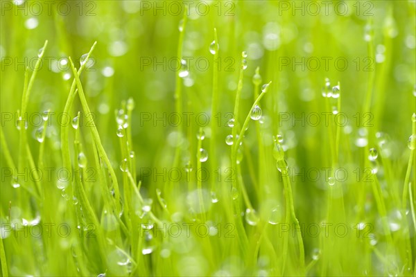 Pillwort (Pilularia globulifera) with water drops