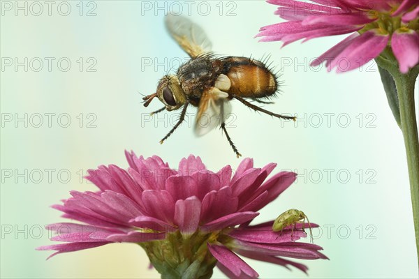 Tachina fera (Tachina fera)