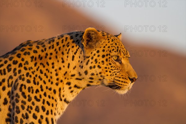 Leopard (Panthera pardus)