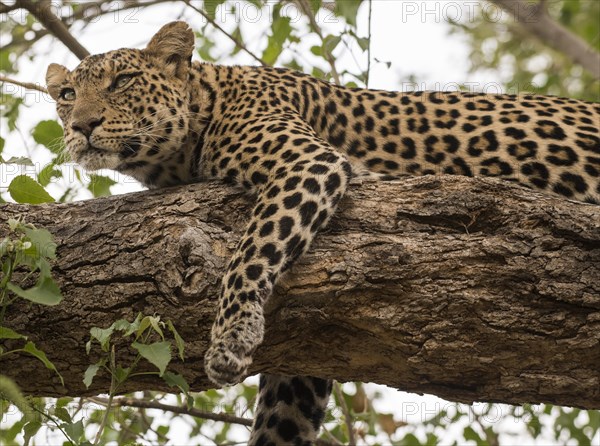 Leopard (Panthera pardus)