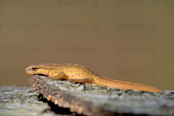 Palmate newt (Lissotriton helveticus)