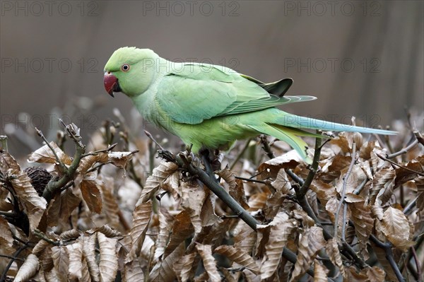 Rose-ringed parakeet (Psittacula krameri) on a dry beech hedge