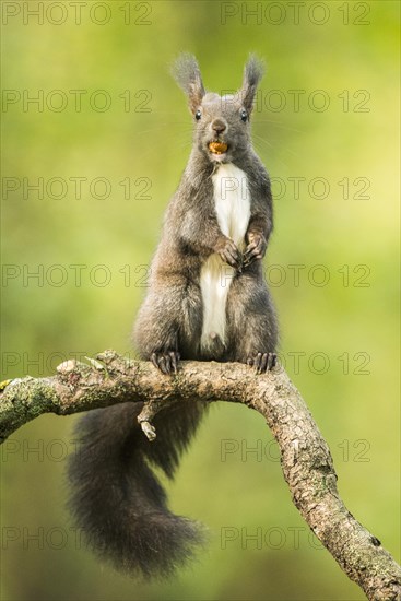 Eurasian red squirrel (Sciurus vulgaris) stands on branch with hazelnut in mouth