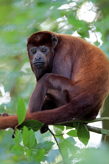 Venezuelan red howler (Alouatta seniculus)