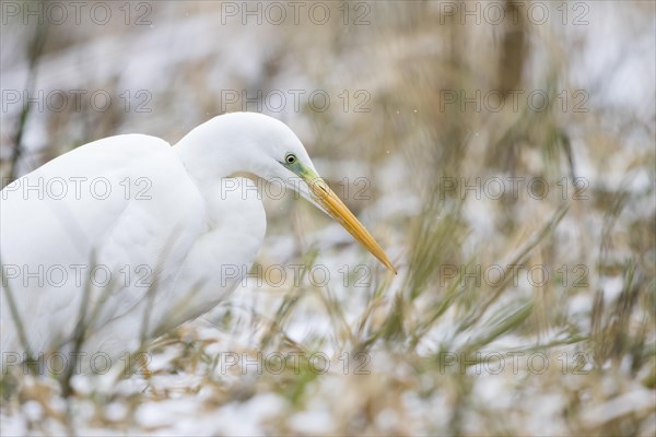 Great egret (Ardea alba)