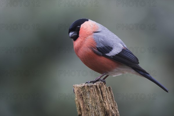 Bullfinch (Pyrrhula pyrrhula)
