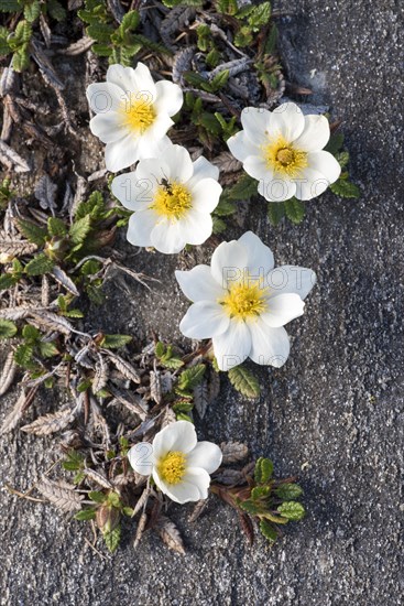 White dryad (Dryas octopetala)