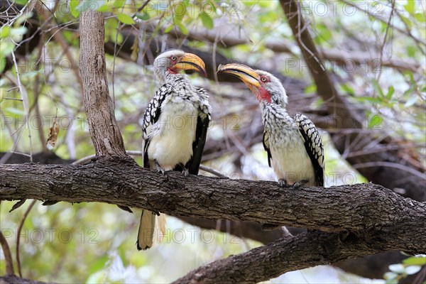 Southern Yellow-billed Hornbill (Tockus leucomelas)