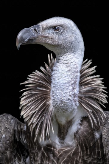 Ruppell's griffon vulture (Gyps rueppellii)