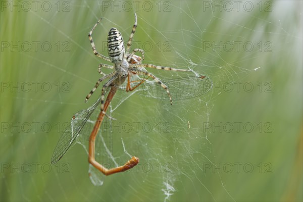 Wasp spider (Argiope bruennichi) with small red damselfly (Ceriagrion tenellum) as prey in spider web