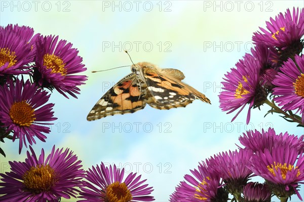 Painted lady (Vanessa cardui)