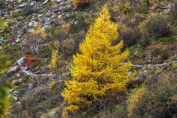 Larch in autumn