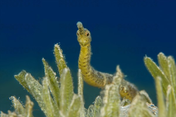 Double-ended pipefish (Trachyrhamphus bicoarctatus) between the sea grass