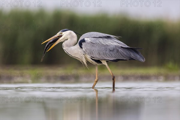 Grey heron (Ardea cinerea) with big fish in the beak