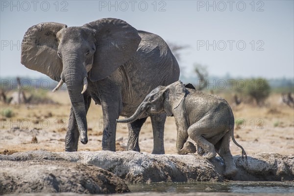 African elephants (Loxodonta africana)