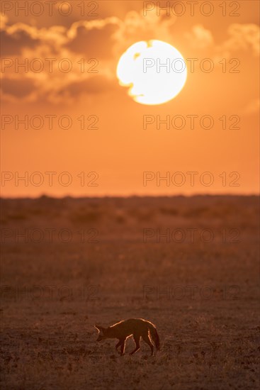 Bat-eared fox (Otocyon megalotis)