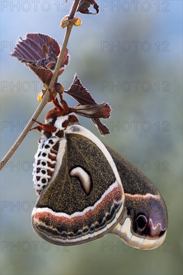 Glover's silkmoth (Hyalophora gloveri)