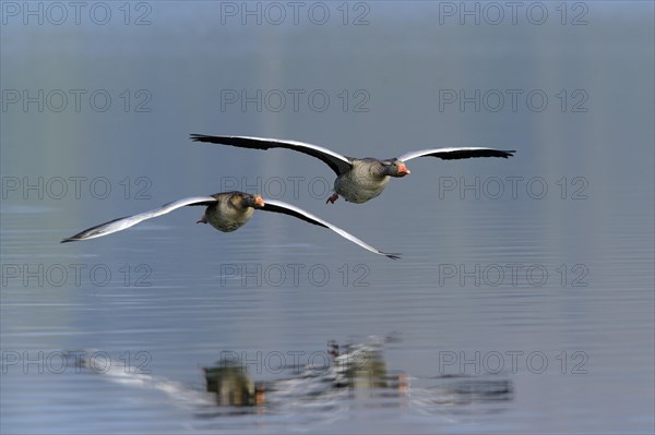 Greylag geese (Anser anser)