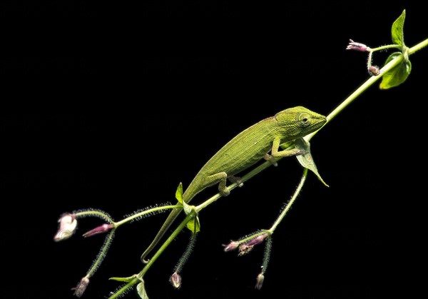 Chameleon (Calumma gastrotaenia)