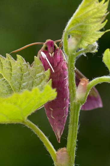 Elephant hawk-moth (Deilephila elpenor) on vine