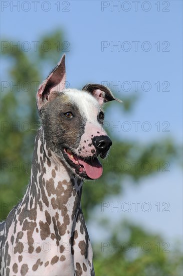 Peruvian naked dog