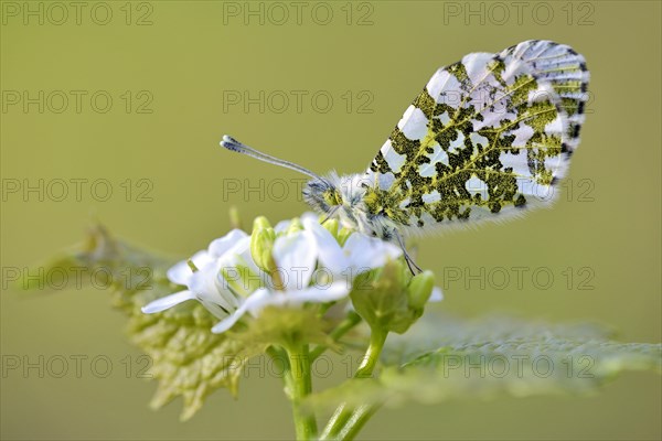 Orange tip (Anthocharis cardamines)