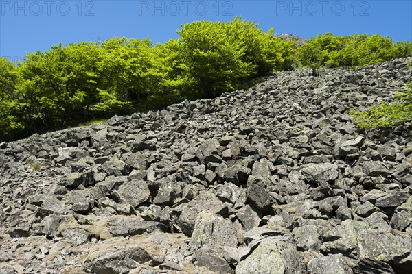 Block heap at Milseburg mountain