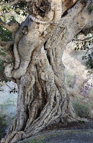 Tree trunk of the Large-fruited Sycamore Fig (Ficus sycomorus)