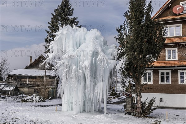 Frozen tree with long icicles