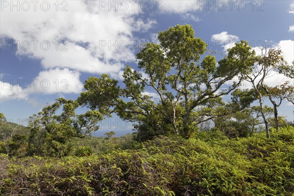 Dense vegetation with ferns and trees