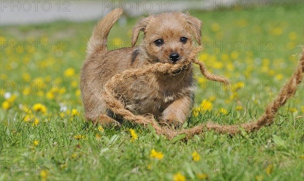 Norfolk Terrier