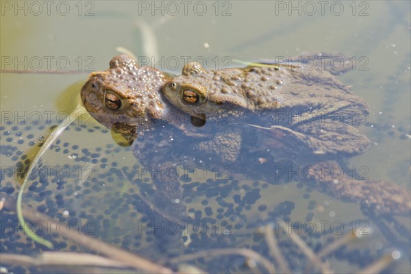 Common toads (Bufo bufo)