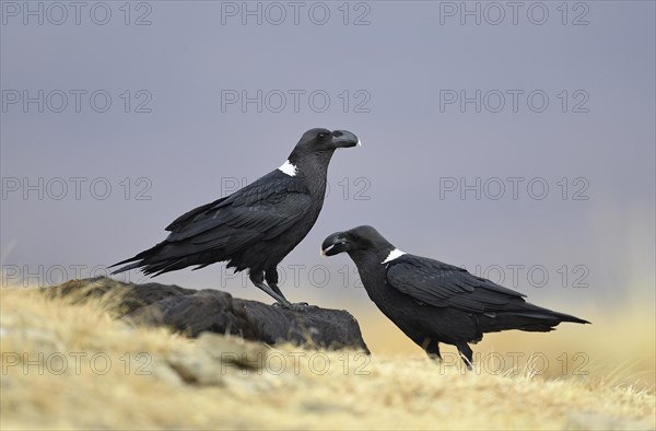 White-necked ravens (Corvus albicollis)