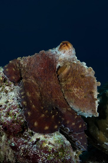Big Blue Octopus (Octopus cyanea) is sitting on the top of the reef