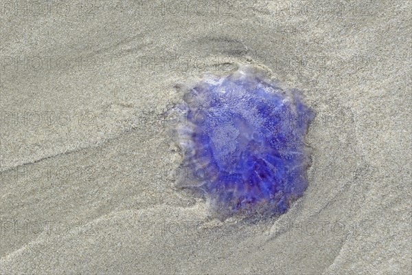 Blue jellyfish (Cyanea lamarckii) on the sandy beach