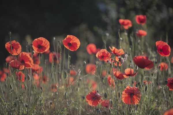 Corn poppy (Papaver rhoeas)