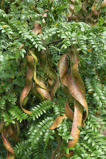 Carob tree (Ceratonia siliqua)