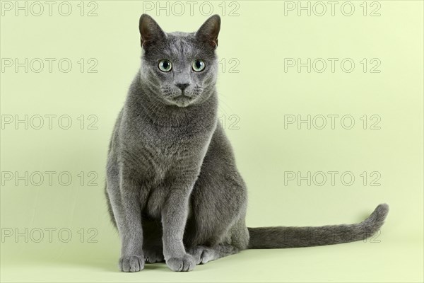 Pedigree cat Russian Blue (Felis silvestris catus)