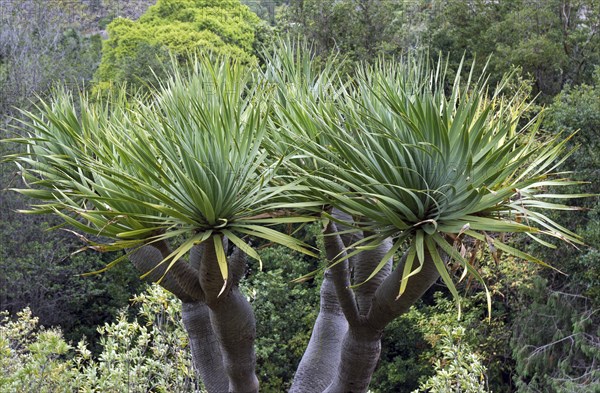 Canary Islands dragon tree (Dracaena draco)