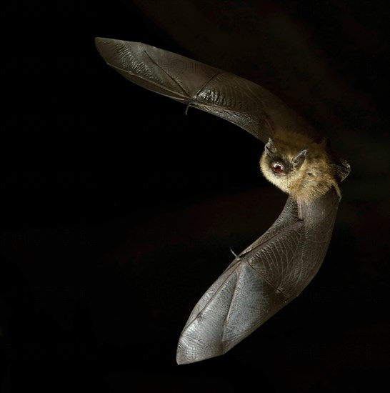 Geoffroy's bat (Myotis emarginatus) in flight at night