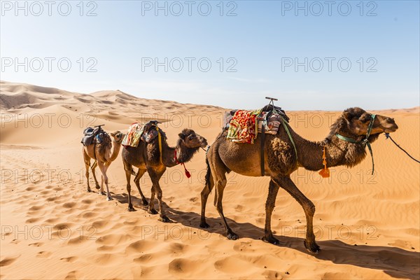 Three Dromedaries (Camelus dromedarius)