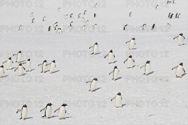 Gentoo penguins (Pygoscelis papua) running on a snowfield