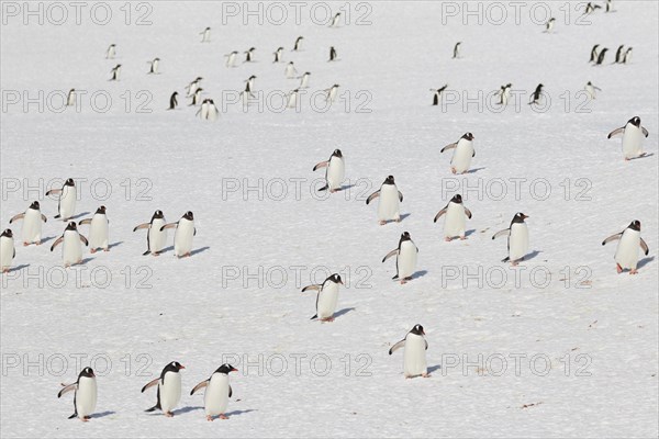 Gentoo penguins (Pygoscelis papua) running on a snowfield