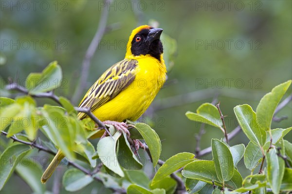 Southern Masked Weaver (Ploceus velatus)